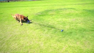 outdoor pull rope ball for dog