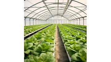 Single Greenhouse for Vegetable Planting 