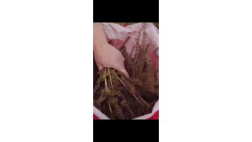 perilla seed in chinese medicine