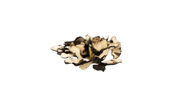 Polyporus Umbellatus