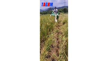 4LZ-0.6LA mini rice combine harvester