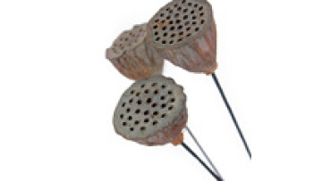Preserved Flower Decoration - Lotus Seedpod Receptacle1