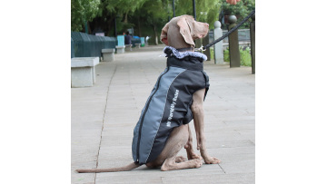pet clothing for large dogs