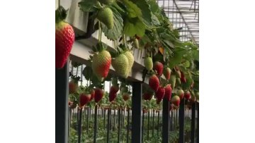 turnkey pc sheet polycarbonate  greenhouse for planting strawberry1