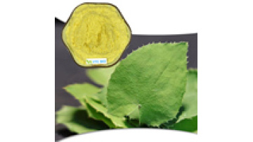 Wholesale Supplier of Various Concentrated Horny Goat Weed Extract Powders with High Icariin and Epimedium Content1