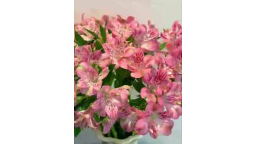Fresh Cut Flowers Pink Alstroemeria for Wedding and Party Decoration Wholesale