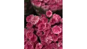 Happy hour single-headed carnation