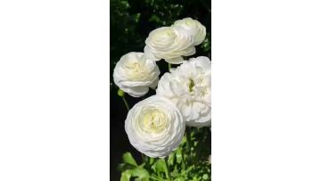 Fresh Cut White Ranunculus Flowers Premium Ranunculus for Wedding Bouquet