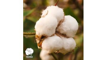 cosmetic cotton pads