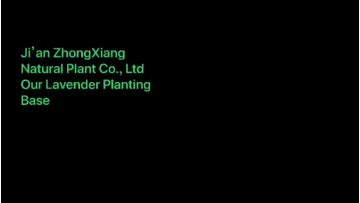 Zhongxiang natural plants lavender essential oil raw material