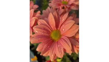 Champagne Salmon chrysanthemum