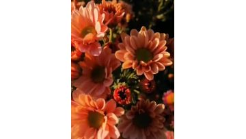 Champagne Spray Chrysanthemum