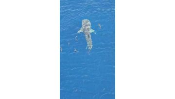 Photos of the beautiful South Sea offshore oil platform.