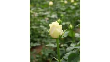 Spray rose Butter Cup