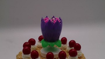 Fourteen lotus flowers rotate purple.MP4