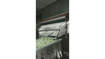 Green beans production line