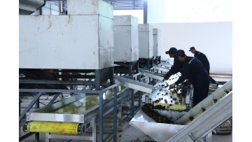walnuts sorting by hands