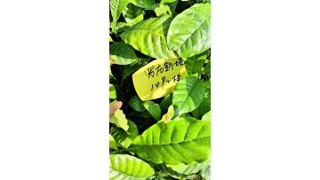 Robusta 