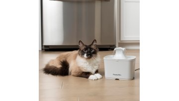 auto water fountain