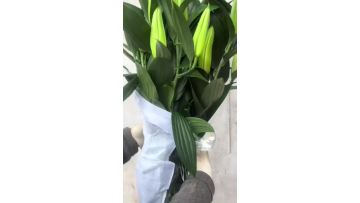 Siberia White Spray Lily