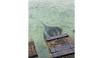 Real Offshore Farming! Foam Float Oyster Mesh – Stable Buoyancy & Durable HDPE Material