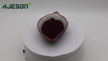 Blueberry Extract Powder