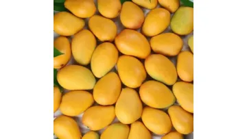 Premium Small Irwin Mango Fresh and Sweet for Gourmet Markets!1