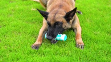 Bone dog toothbrush