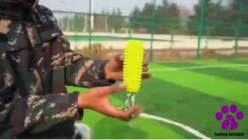 Pets chew on sound-making toys