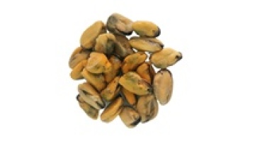 Frozen Wild Caught Cooked mussel meat in Vacuum Pack1