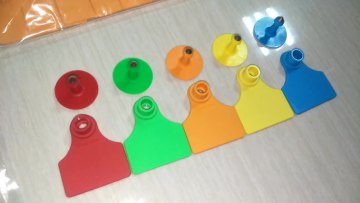 50*42mm pig cattle use Ear tags in different colors1