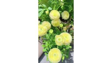 Fresh Cut Yellow Ranunculus Flowers for Wedding & Spring Event Decor