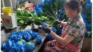 Home Decoration 3 heads high quality artificial roses bulk artificial blue roses1