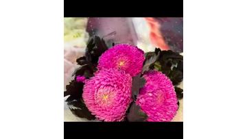 Hot Pink Peony chrysanthemum