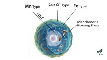 Superoxide Dismutase 