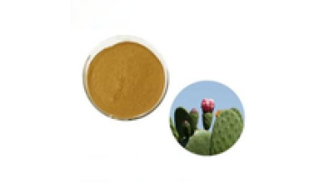High Quality Wholesale Fresh Nopal Cactus Extract Powder1