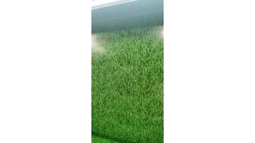 printed steel coil