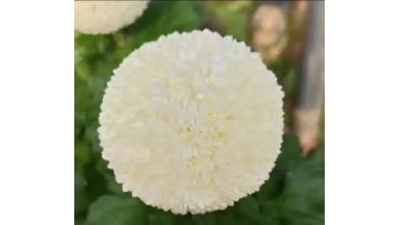 Standard white chrysanthemum Ping-pong