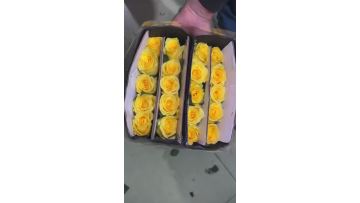 Yellow Rose Golden Strike Rose