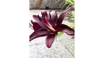 Black Knight Lily
