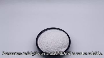 IBA-K Indole-3-butyric acid potassium salt for plant growth