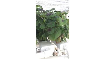 Tile Hydroponics 