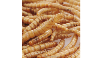 Dried Mealworms