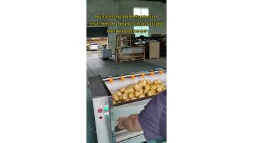 1200 Potato  Brush Cleaning and Peeling Machine 