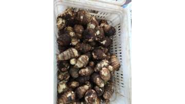 taro factory