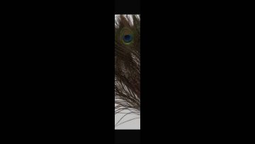 Natural Artificial Peacock Feathers For Mask Decoration1
