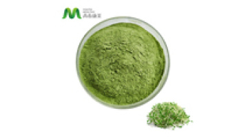 Alfalfa Grass Juice Powder Wholesale Extract Powder1