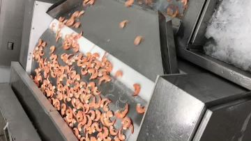 IQF shrimp tail output