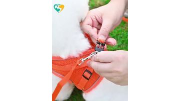 dog harness with leash