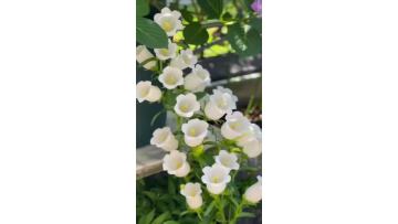 Wholesale Campanula Bellflower Potted Plants Indoor Garden Decoration